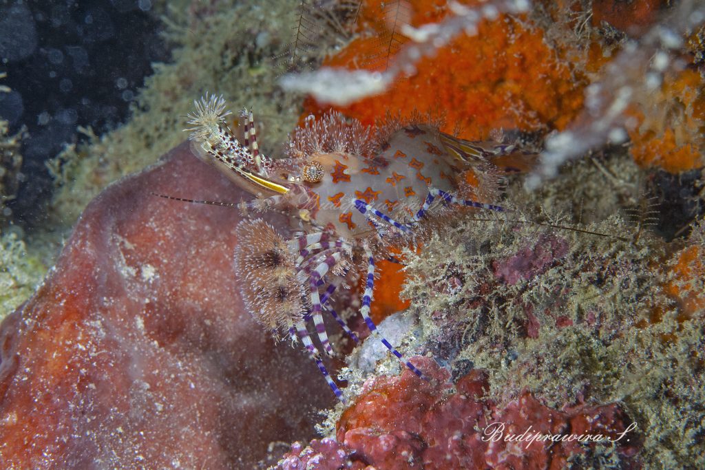 Sharon shrimp Macro Photography Underwater Beautiful Nature Image
