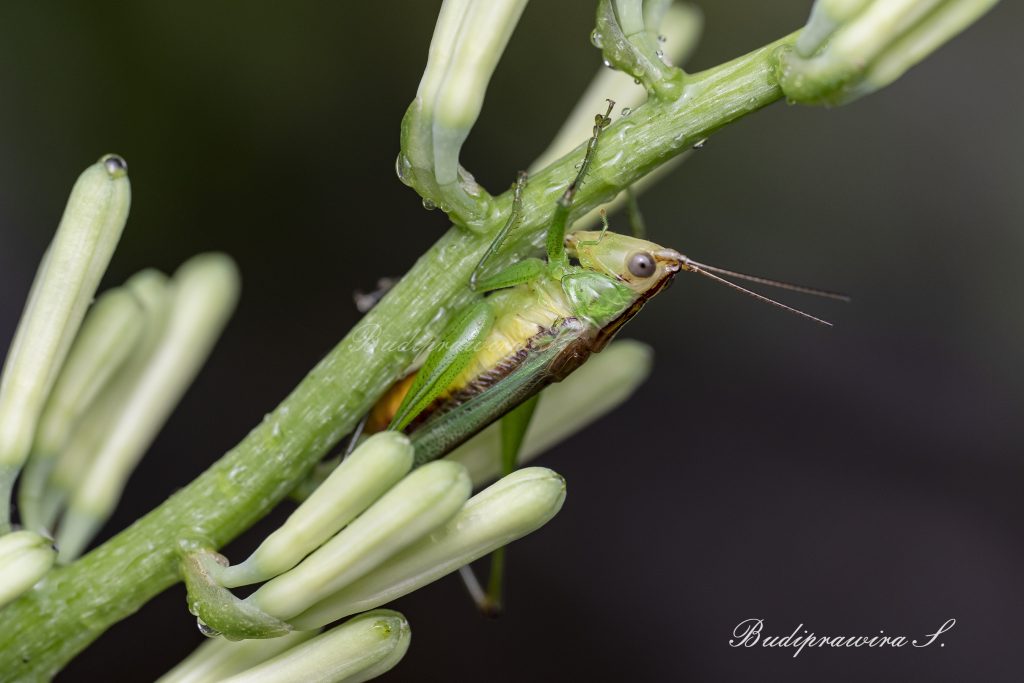 Grasshopper Beautiful Nature Image macro photography 2DZ_0135