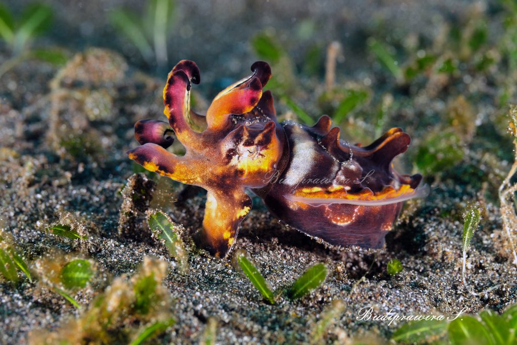 Flamboyan Cattle Fish Macro Underwater Photography