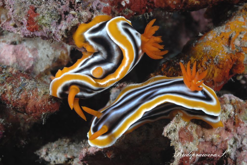 Beautiful Nudibranch  Underwater Macro Photography