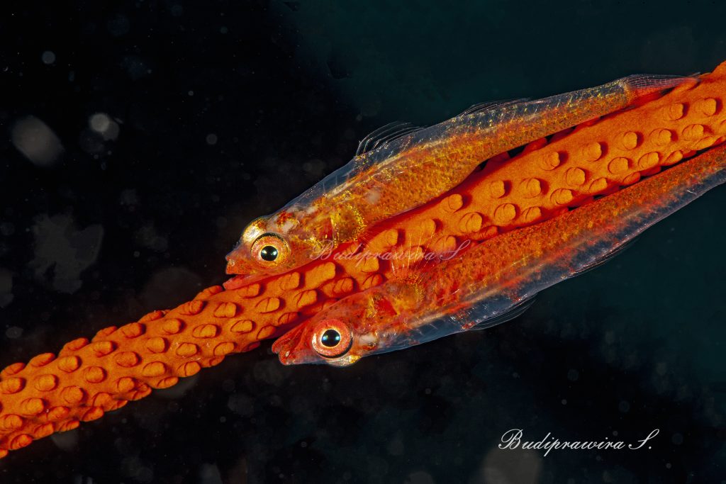 On Sea-whip Underwater Macro Photography, Digital Download, Wall Art, Home Decor