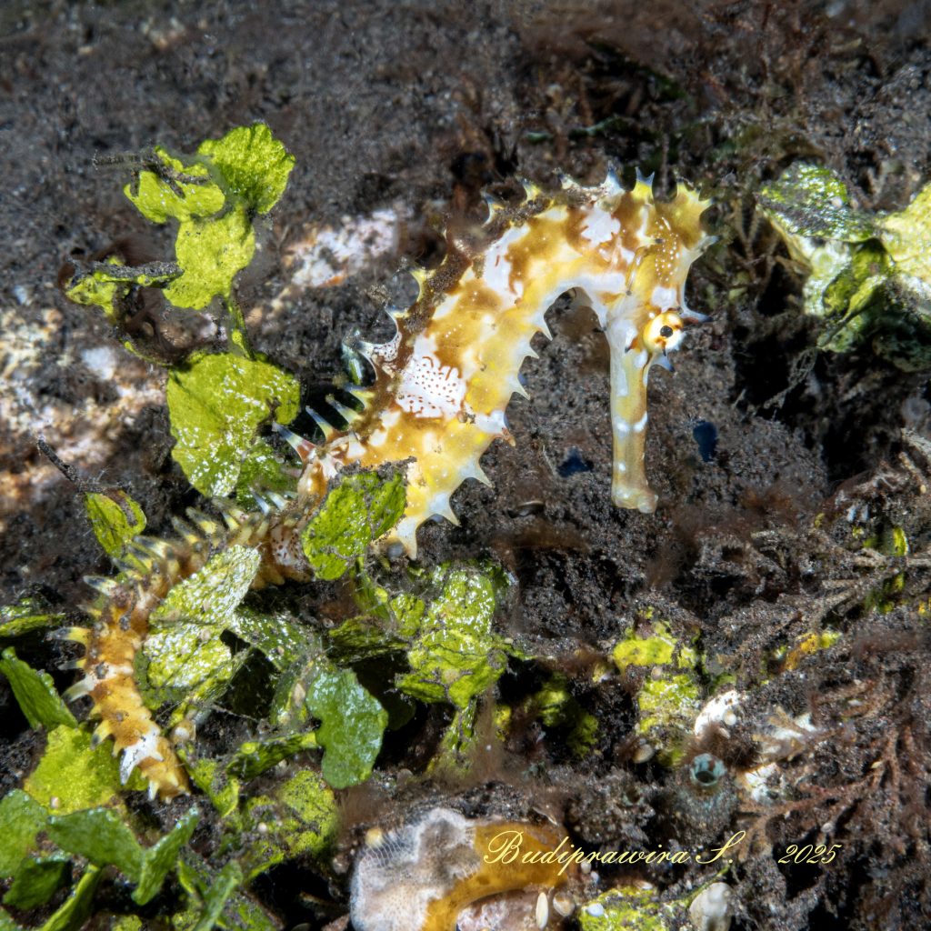 High Detail Macro Sea Horse in Ocean – Fotografi Kuda  Laut