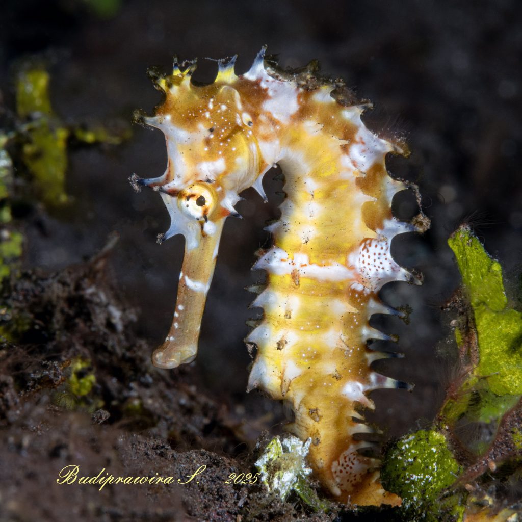 Underwater Macro Shot Sea Horse – Detail Tekstur kuda Laut 8K
