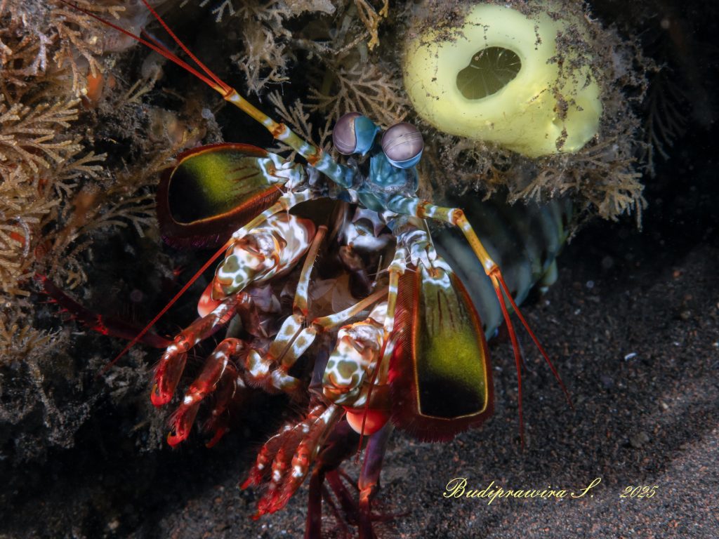 High Detail Macro Shrimp in Ocean – Fotografi Udang Bawah Laut