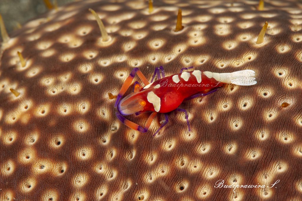 Underwater Macro Photography Cucumber Shrimp