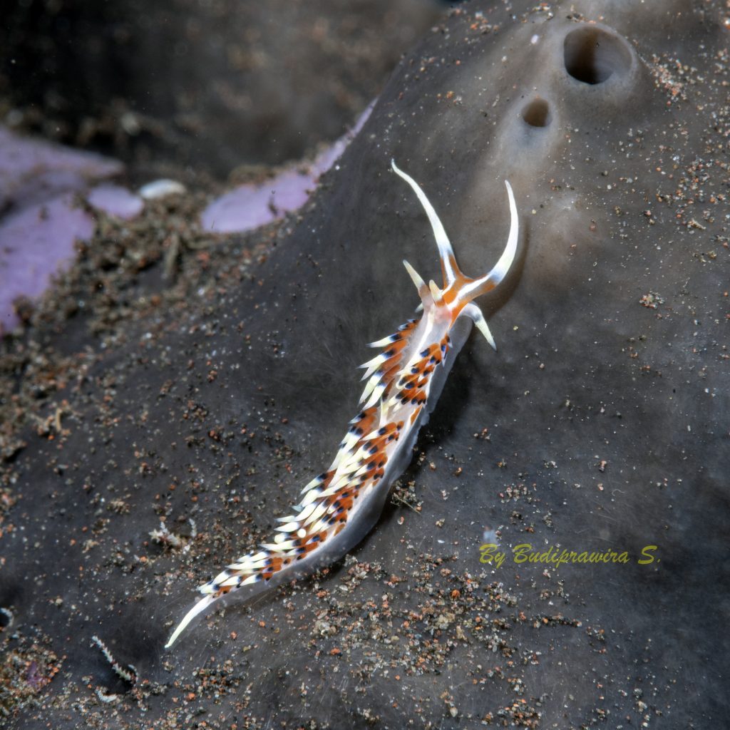 lat, soft-bodied marine organism Horned nudibranch on a rock surface.
