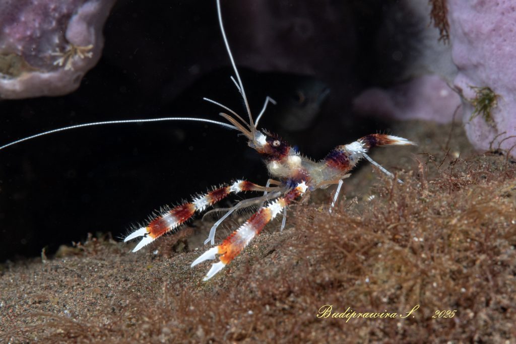Extreme Macro Shrimp Underwater – Detail Anatomi Udang Laut
