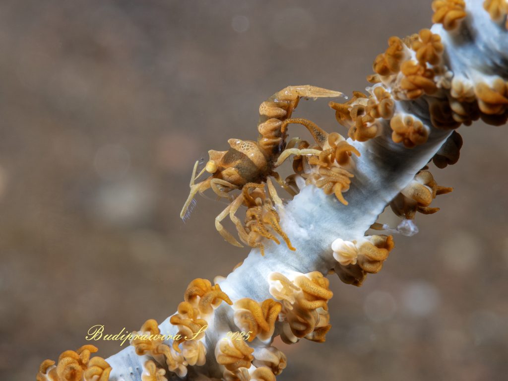 Shrimp Close Up Macro Underwater – Detail Udang Laut Resolusi Tinggi