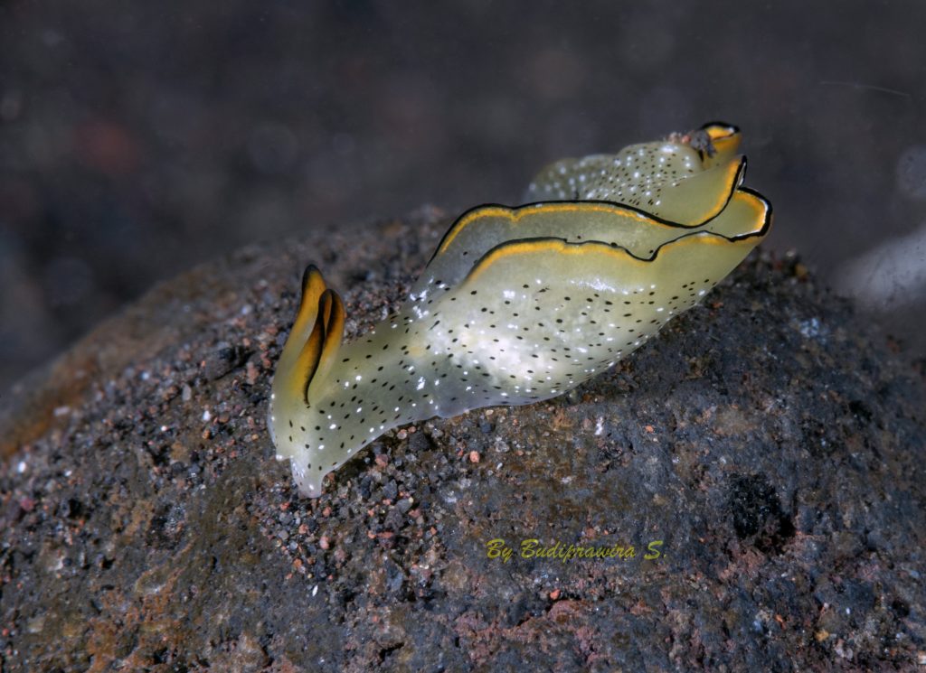 flat, soft-bodied marine organism (nudibranch/sea slug) on a rock surface.