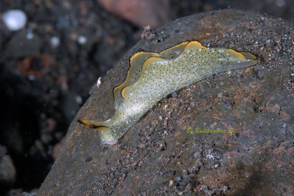 flat, soft-bodied marine organism (nudibranch/sea slug) on a rock surface