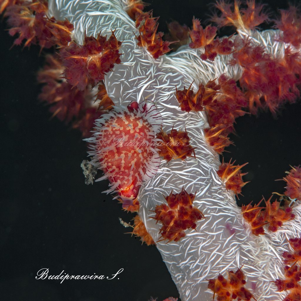 Shell (Mappa) Underwater Photography Fish Digital Picture