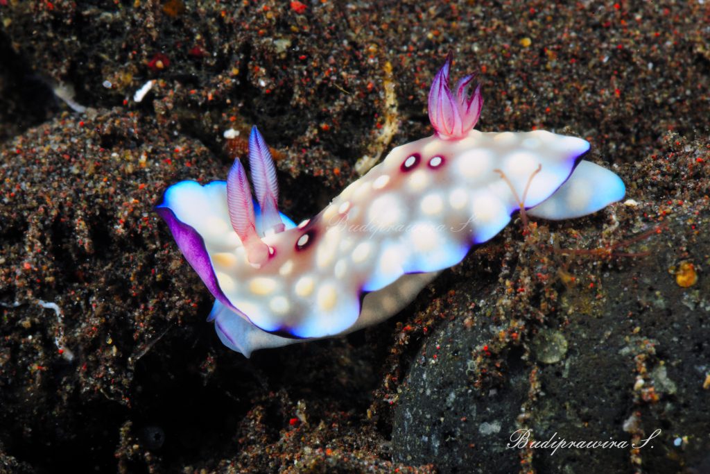 Nudibranch Underwater Photography