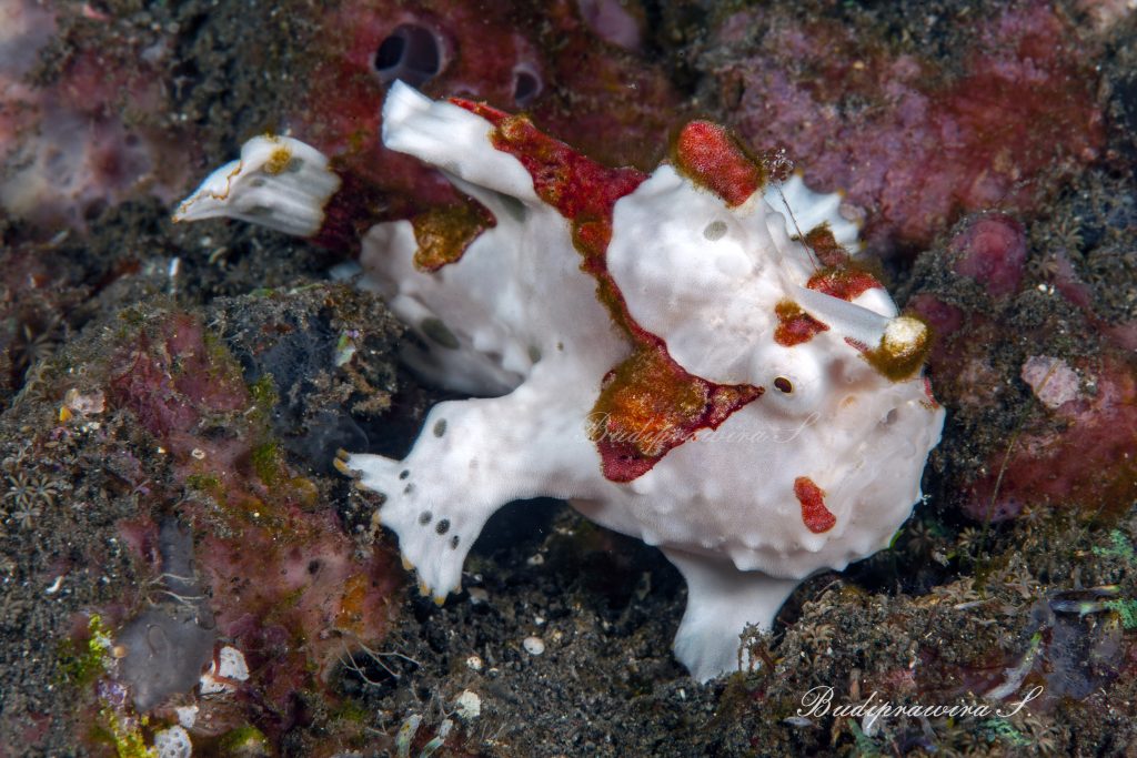 Frog Fish Underwater Photography Fish