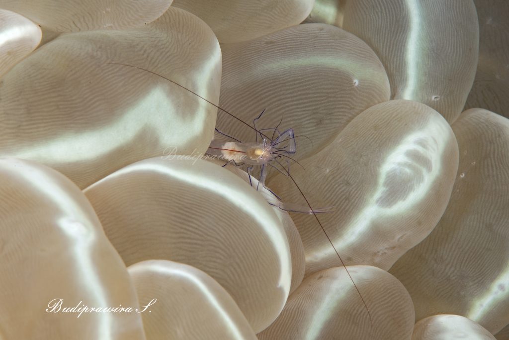 Anemon Shrimp Underwater Macro Photography