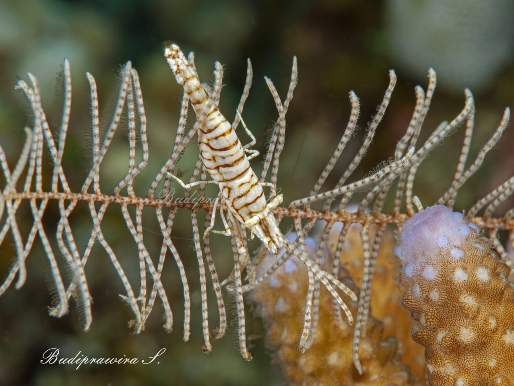 Tiny Shrimp Underwater Macro Photography