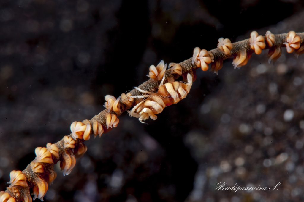 Tiny Shrimp Macro Underwater Photography Fish DSC_1590