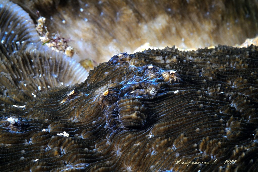 textured marine organism (clam/mollusk mantle-like surface) with central protruding structure.