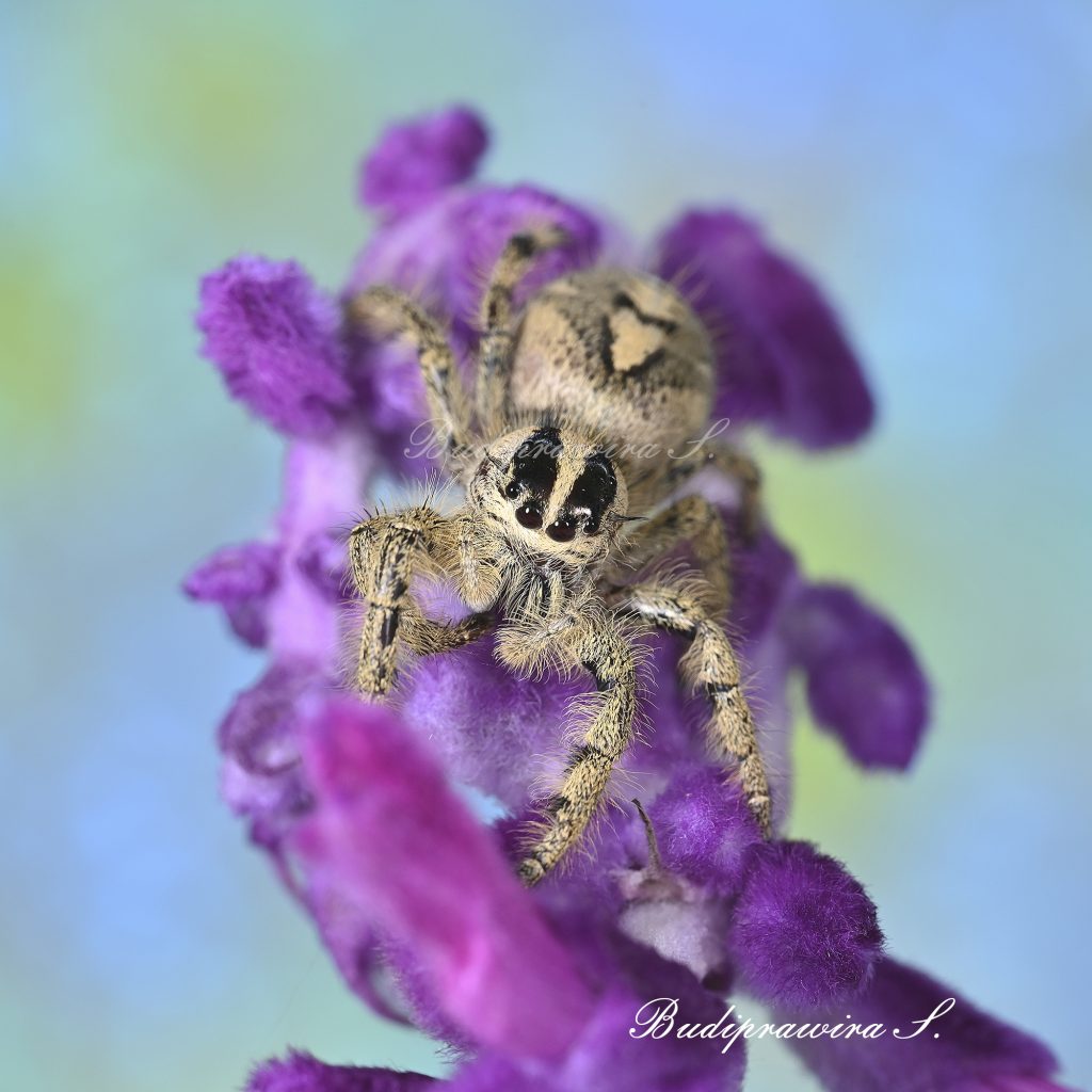 Macro photograph of Hyllus Diardi 0325