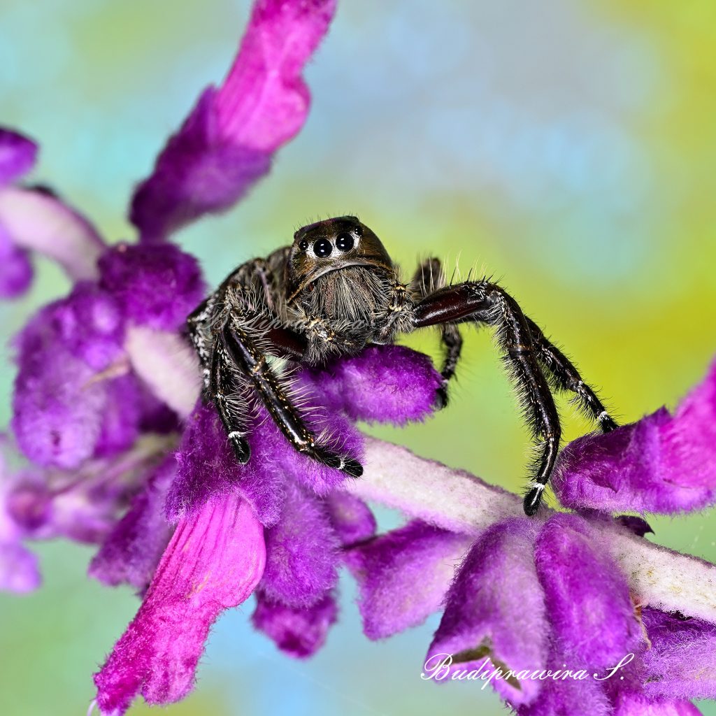 Macro photograph of Hyllus Diardi 0390