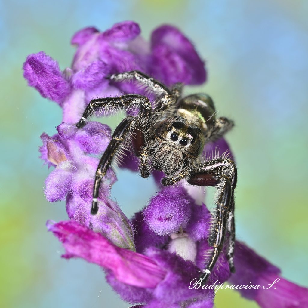 Macro photograph of Hyllus Diardi 0401
