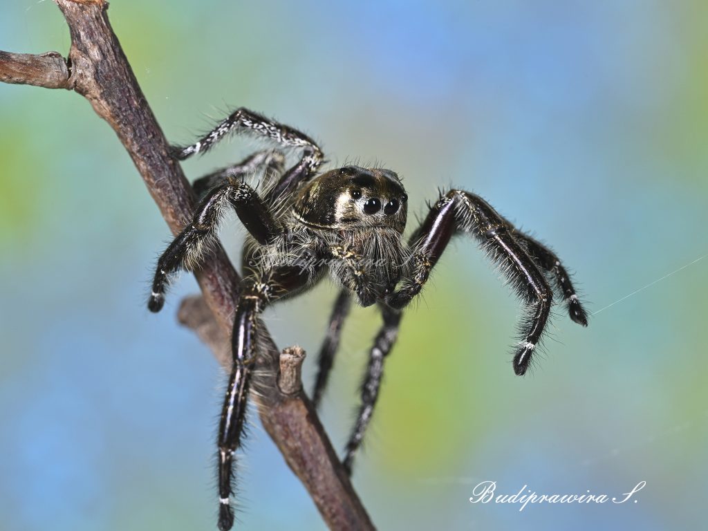 Macro photograph of Hyllus Diardi 0465
