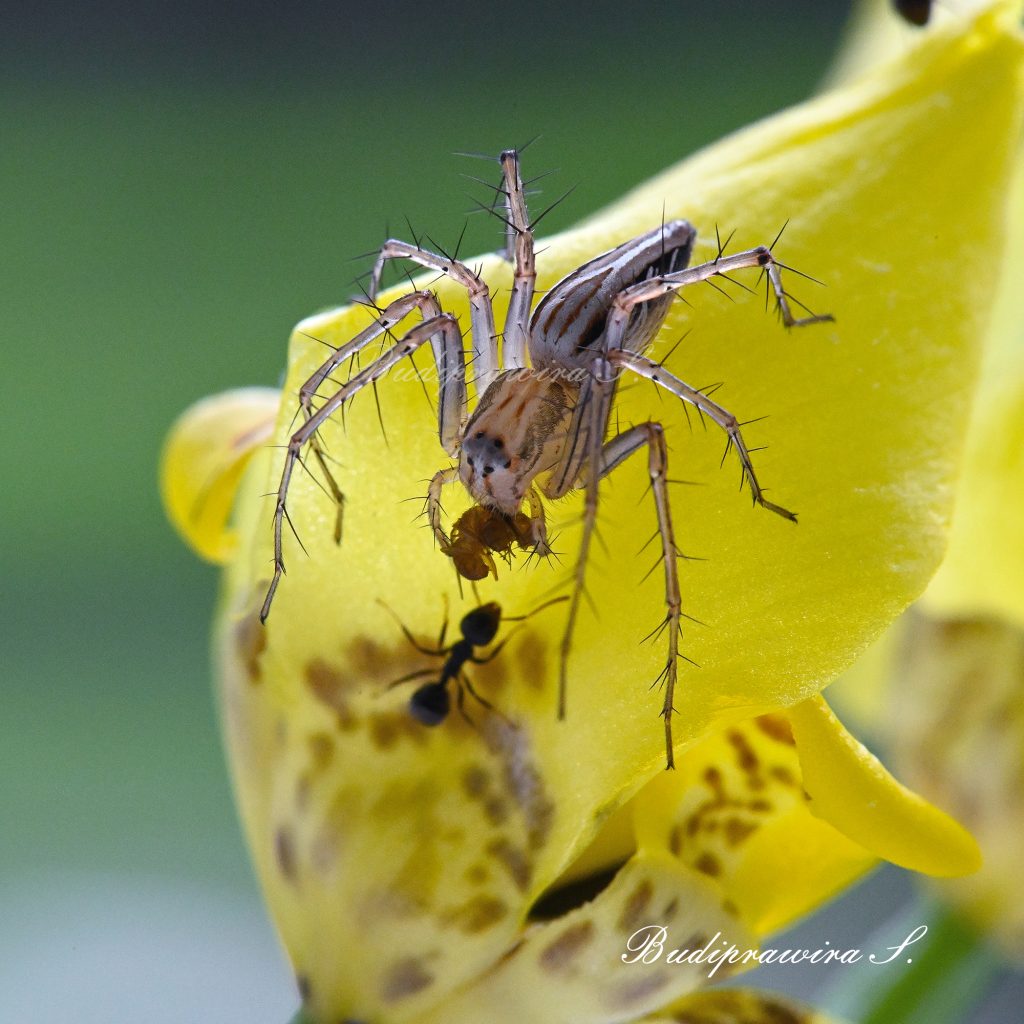 Lynx Spider Insect Photography Web Digital Download DZ7 1751