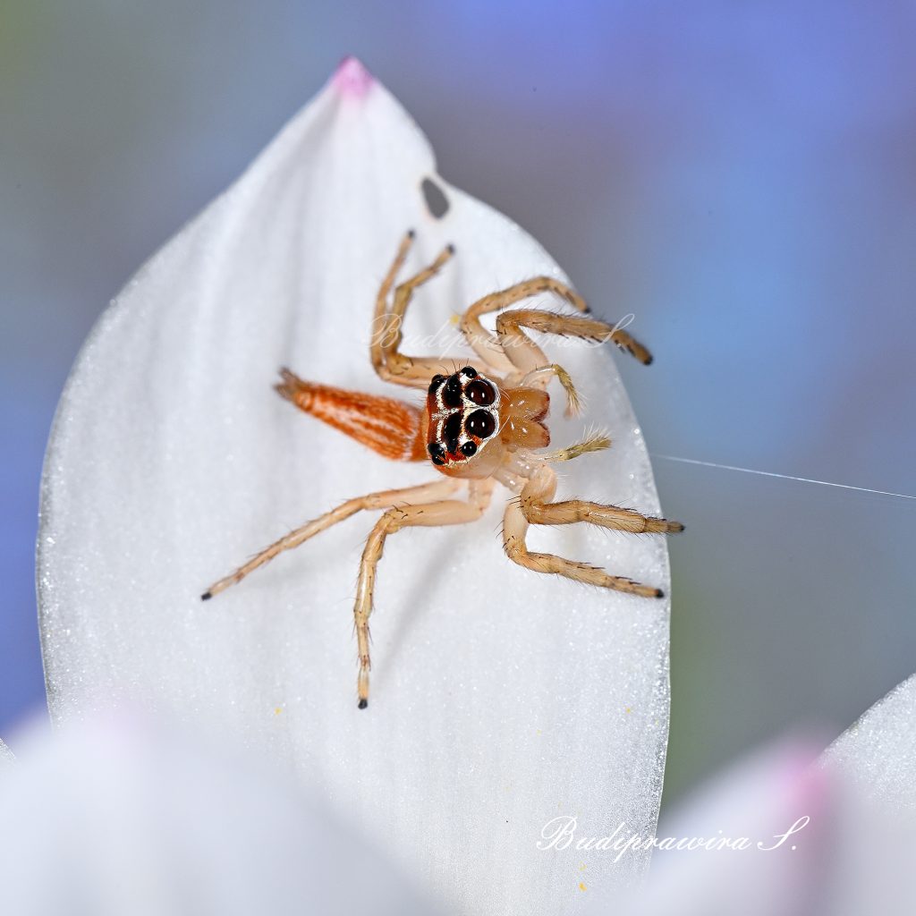 Baby Spider Spider nature print macro photography printable DZ7 1859