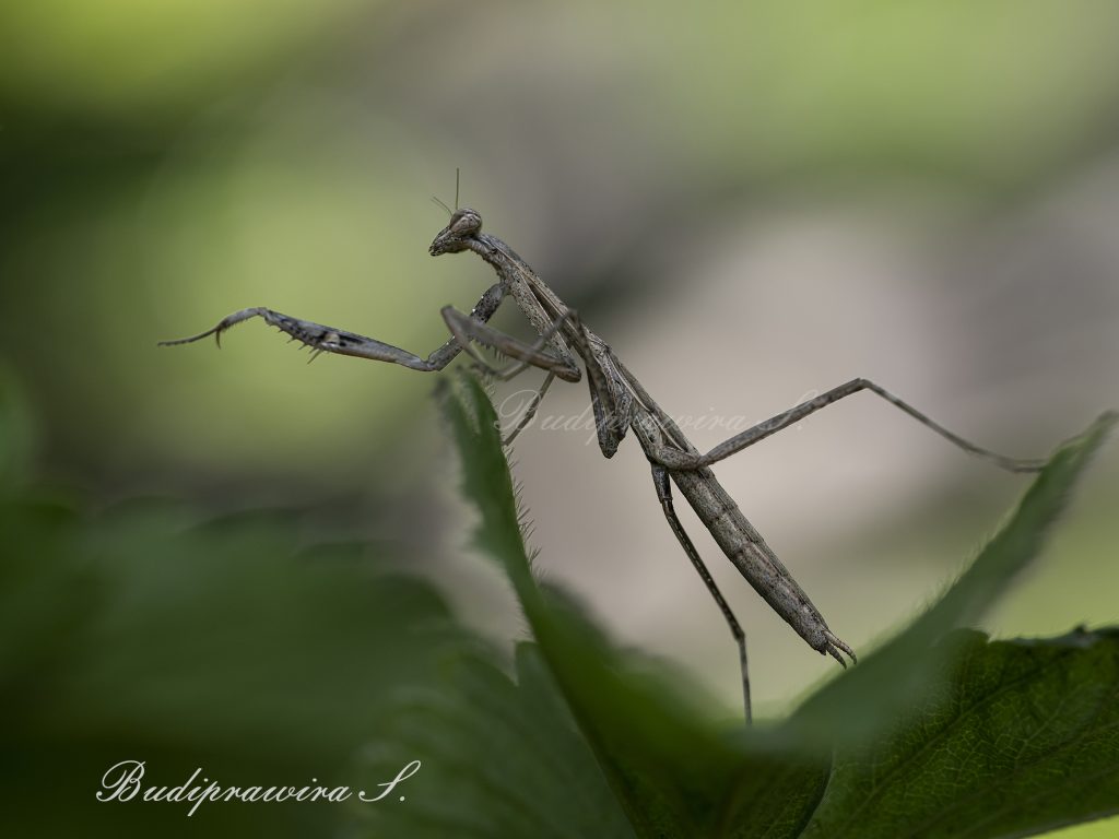 Black Mantis Photo Printable Wall Art Digital Download DZ9 4998
