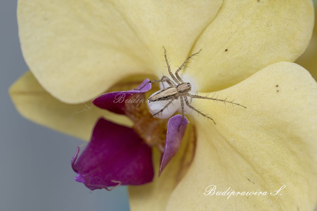 Lynx Spider Macro Photography Printable Wallpaper Decoration DZ9 5773