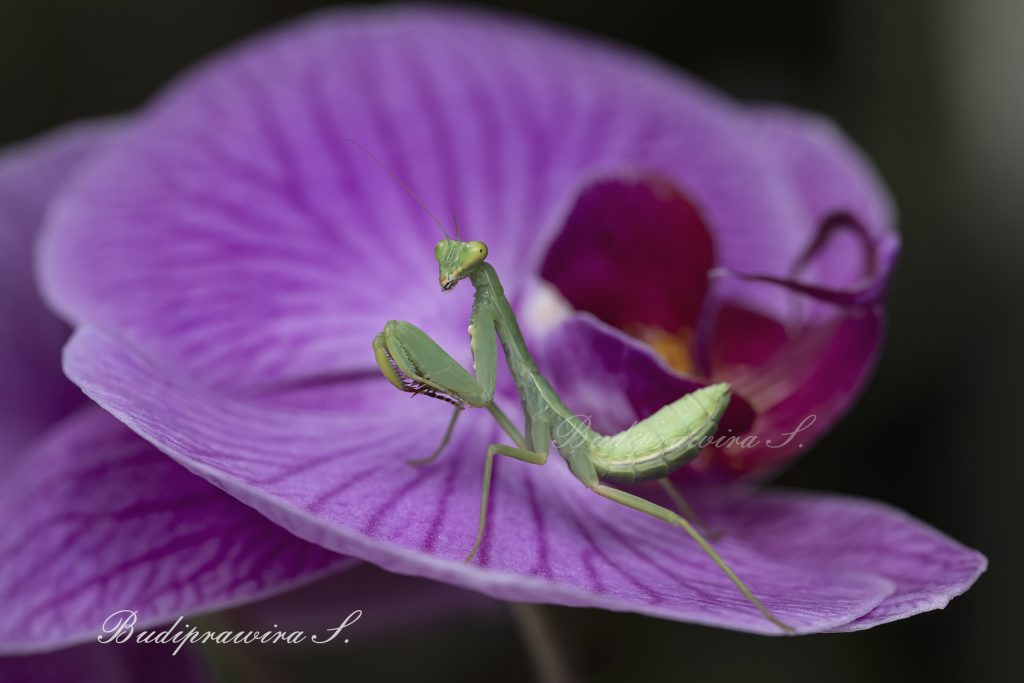 Praying Mantis Macro Photography Colorful Digital Print  DZ9 6181