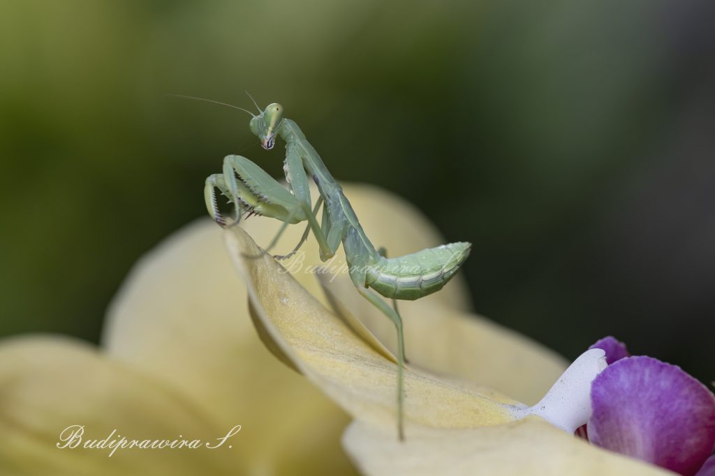 Digital Download Underwater Macro Photography of  Praying Mantis DZ9 6188