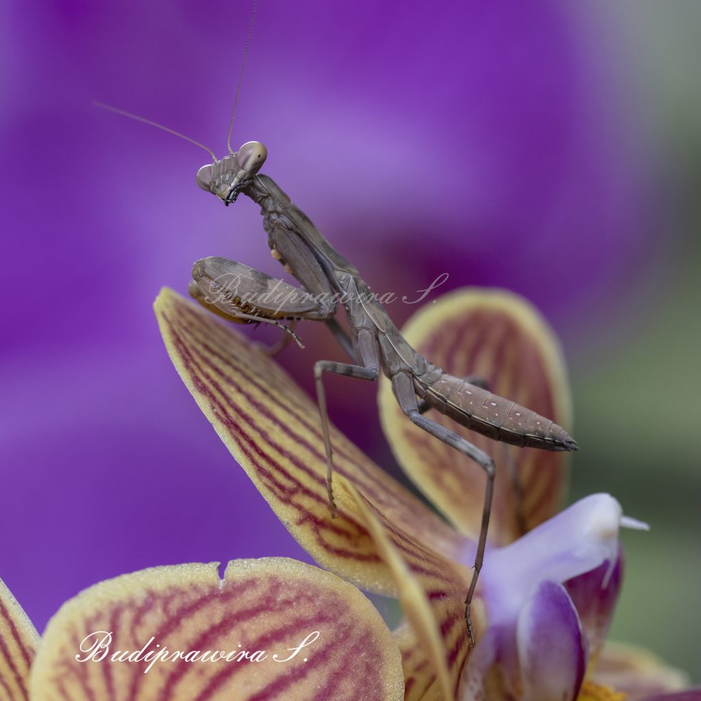 Colorful Digital Print Orchid Praying Mantis DZ9_6271