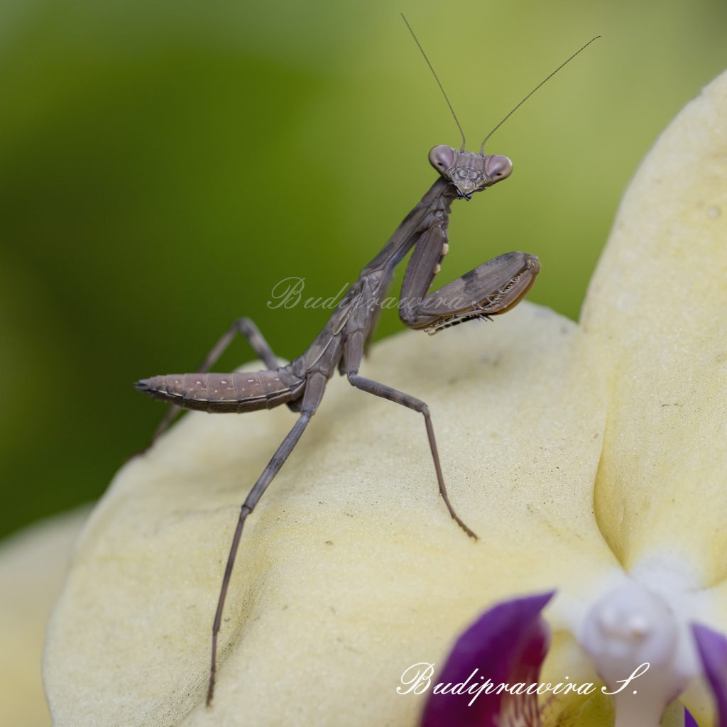 Praying Mantis nature print macro photography printable DZ9 6335