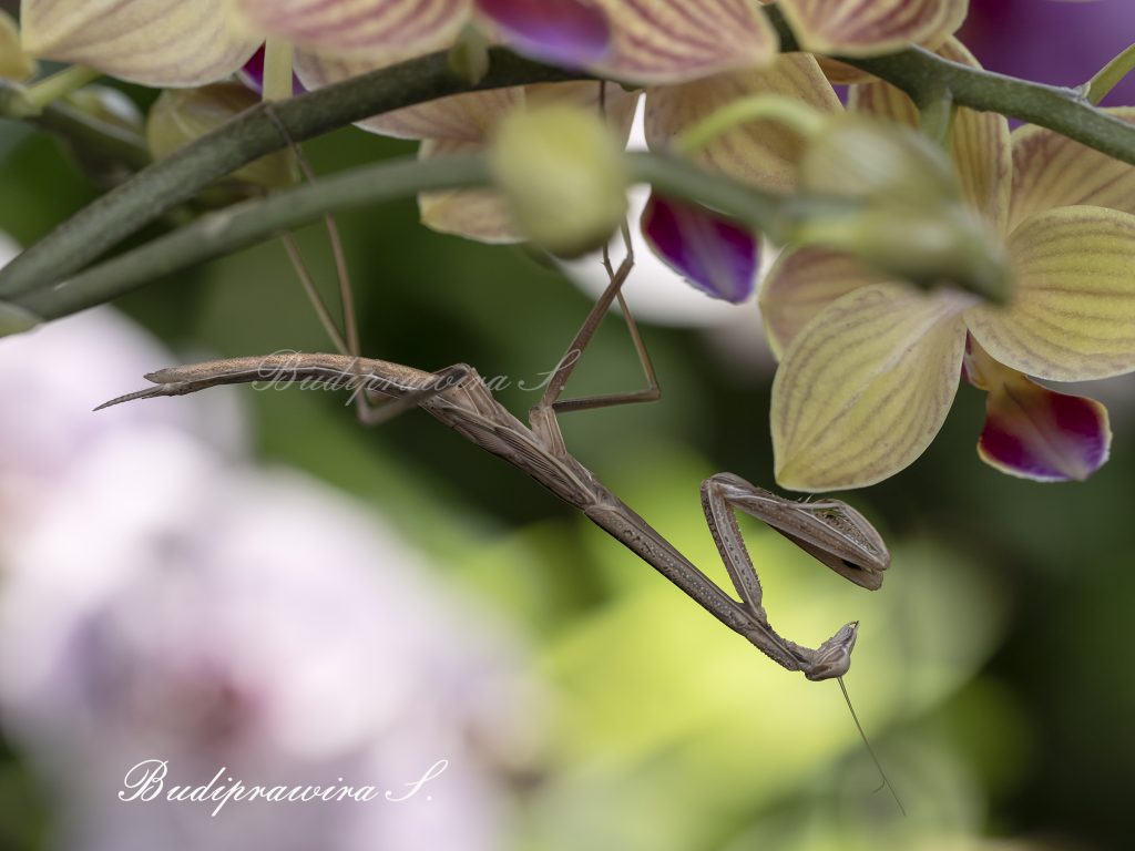 Green Praying Mantis Photo Art Baby Spider Insect Photography DZ9 6674