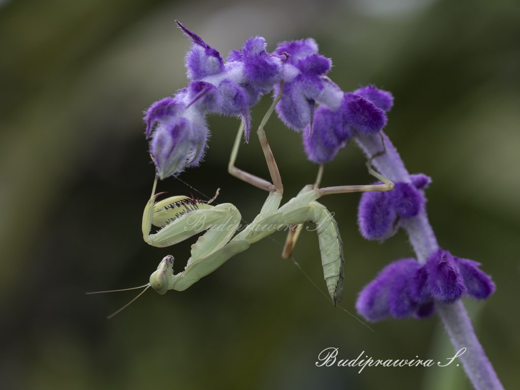 High resolution image of  Orchid Praying Mantis DZ9_7072