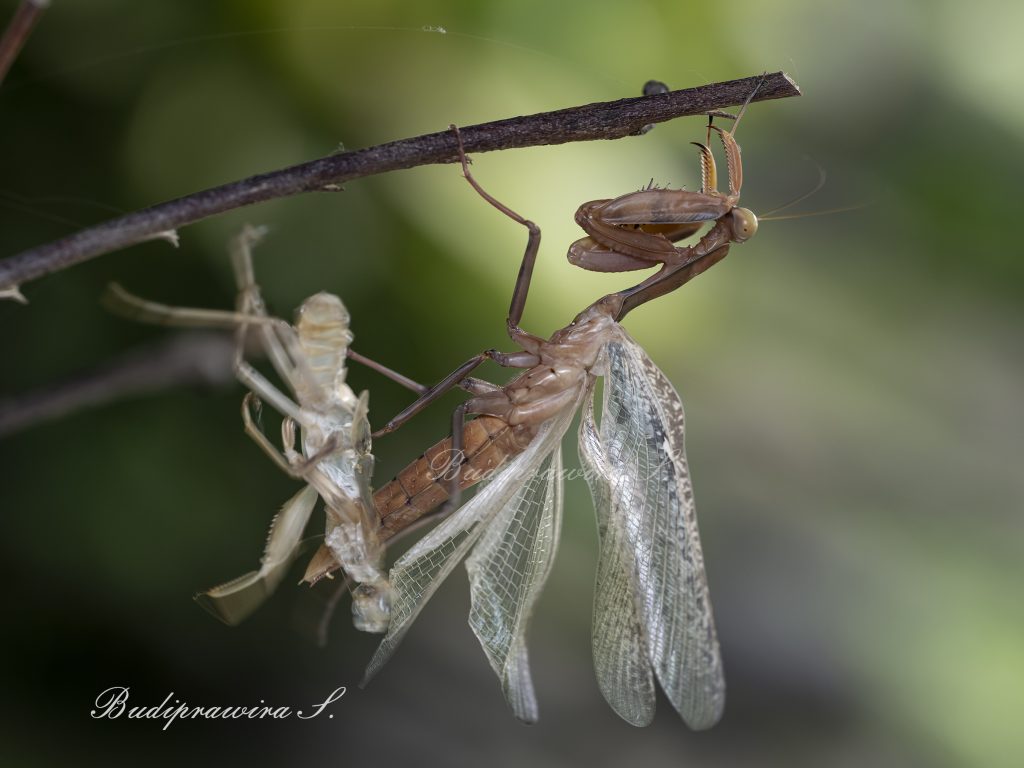Molting of Praying Mantis Beautiful Nature Image DZ9 8786
