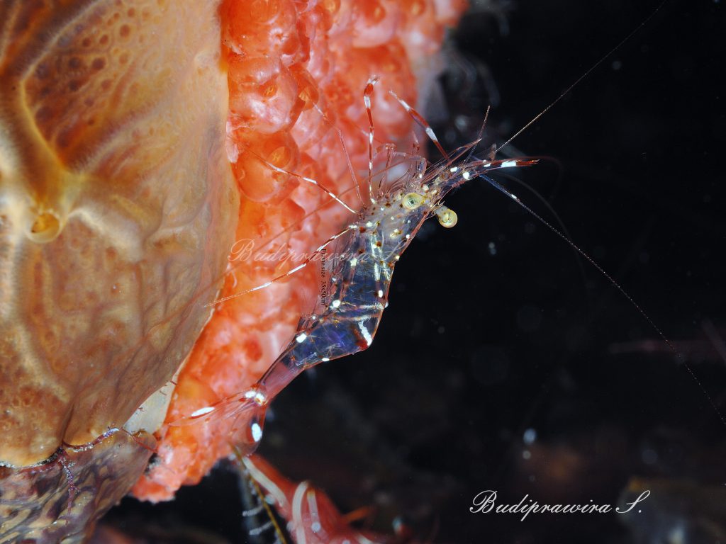 Glass shrimp Image Underwater Photography Digital Download