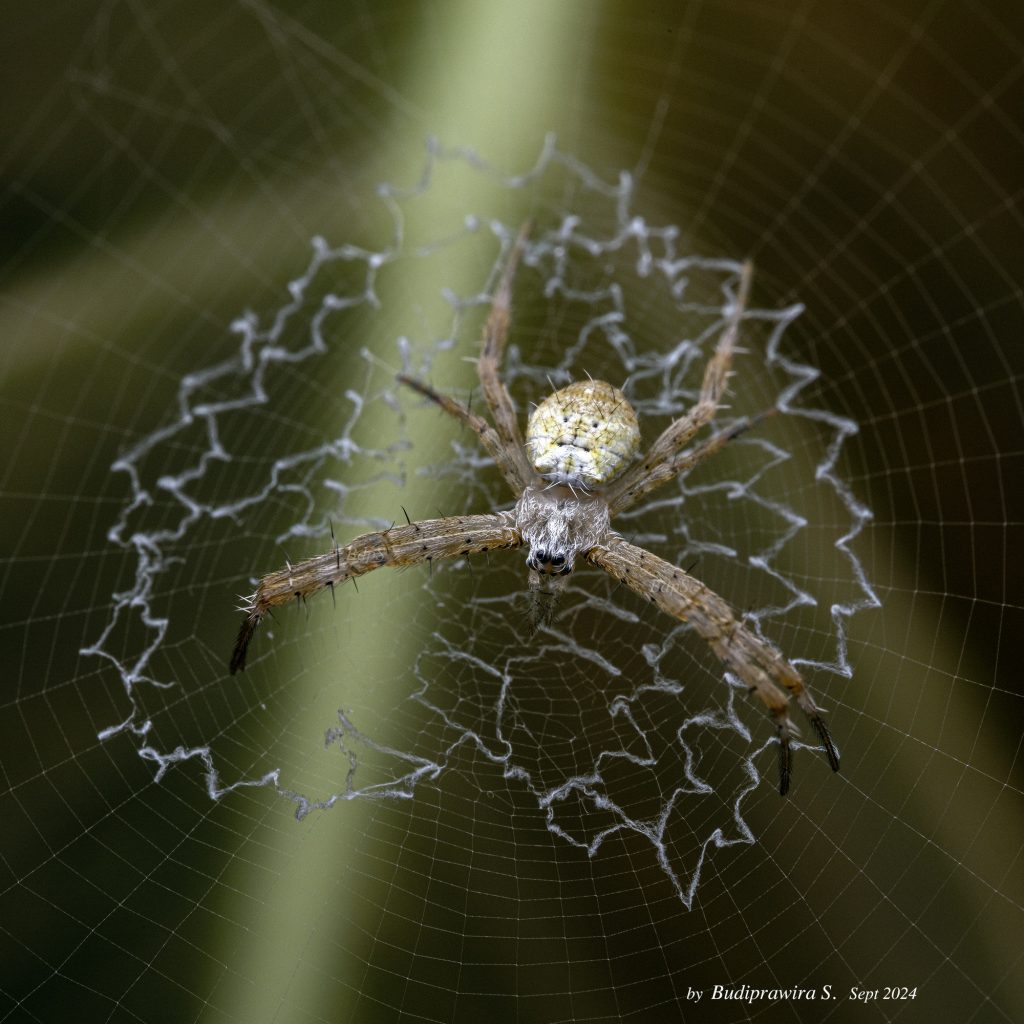 Lynx Spider Colorful Digital Print