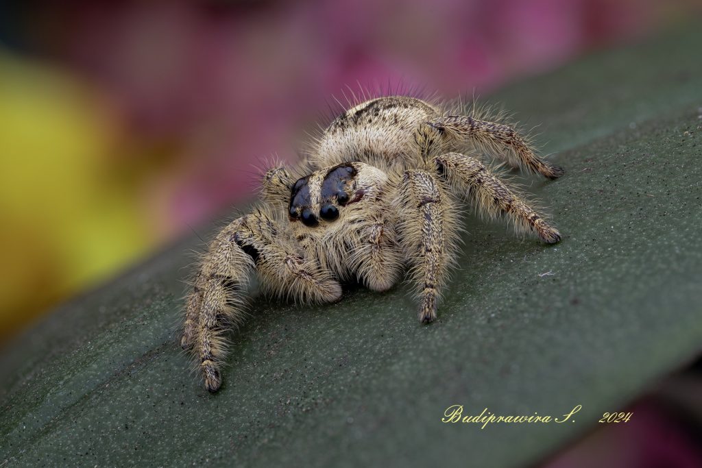 Hyllus Diardi, Macro Photography Backdrop Background