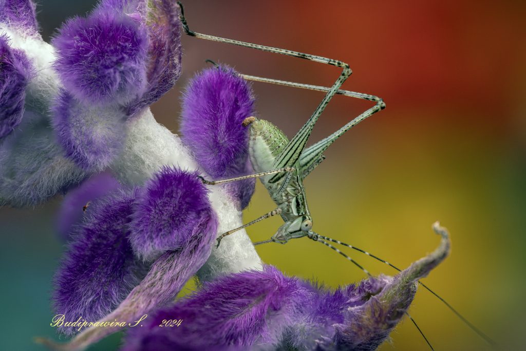 Lynx Spider, Macro Photography Nature,