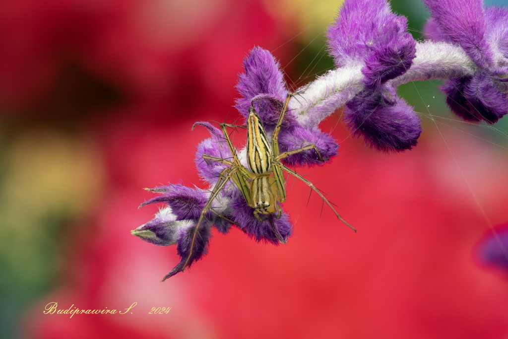 Lynx Spider Macro Photography Wallpaper, Colorful Digital Print