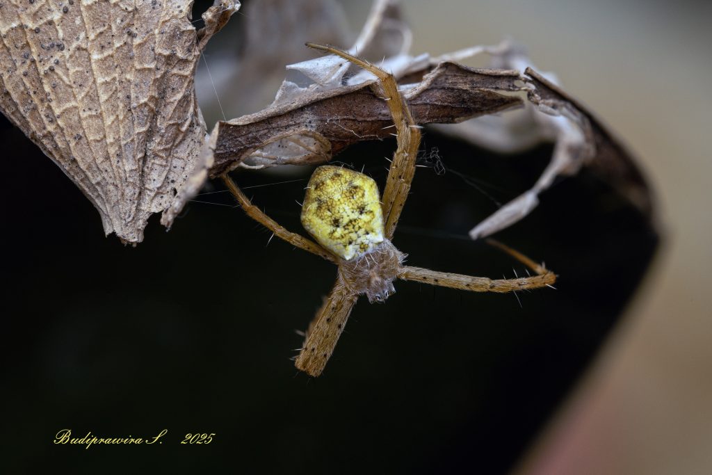 Lynx Spider Macro Photography Wallpaper