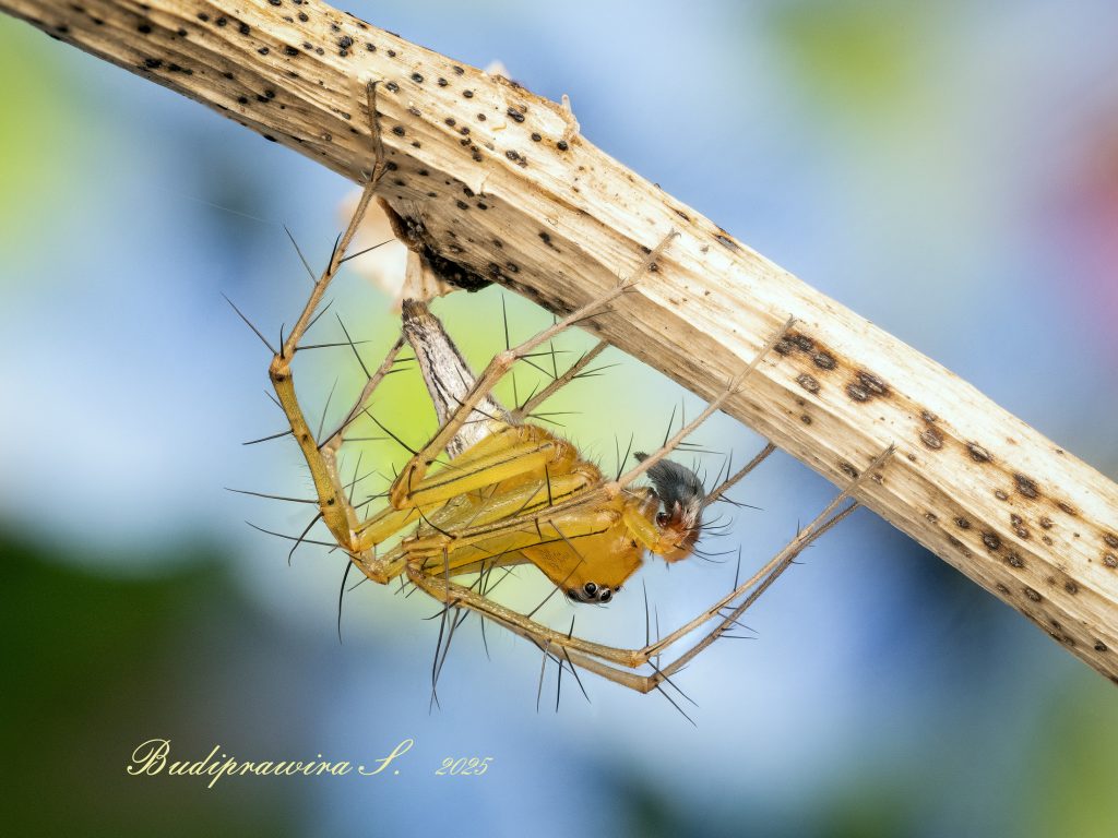 Lynx Spider Macro Photography