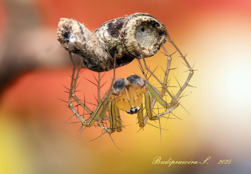 Lynx Spider Macro Photography Beautiful