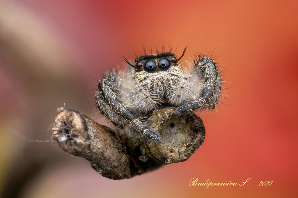 Hyllus Diardi Male Macro Photography Beautiful composition