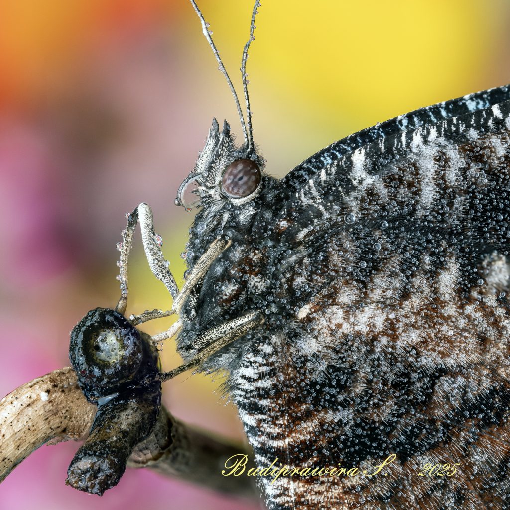 Beautiful composition of macro photography