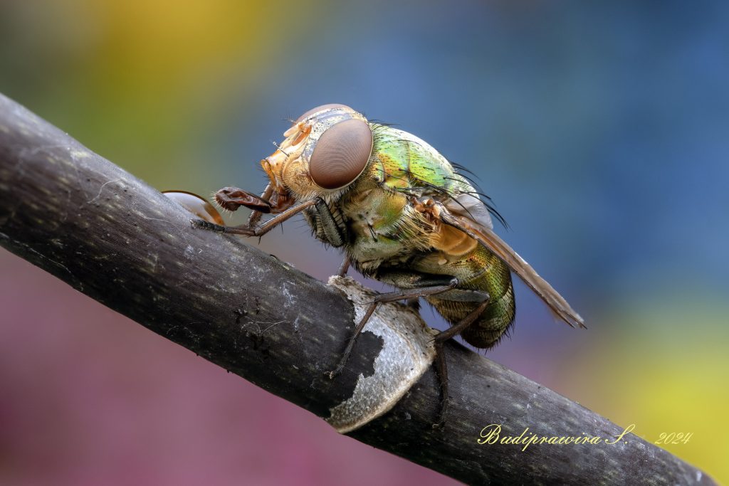 Carrion flies / Green flies, Beautiful composition of macro photography