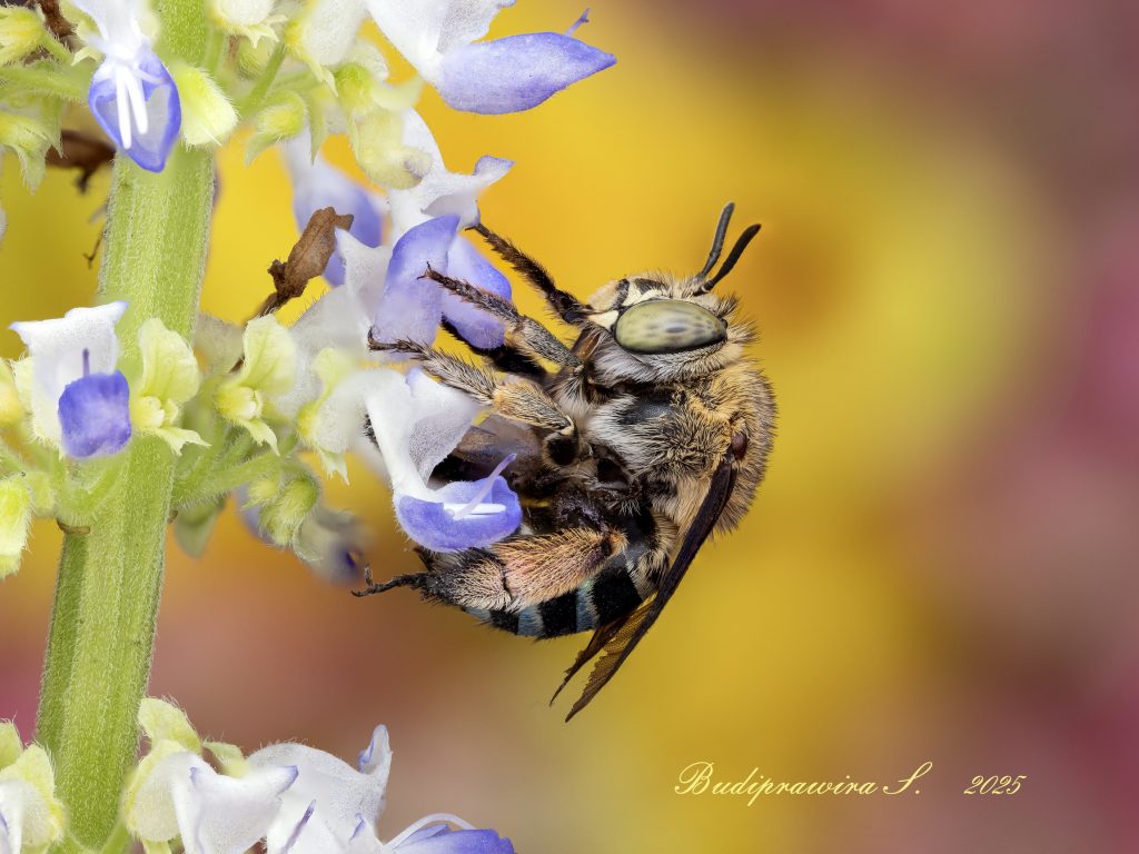 Bee macro photo wallpaper digital print