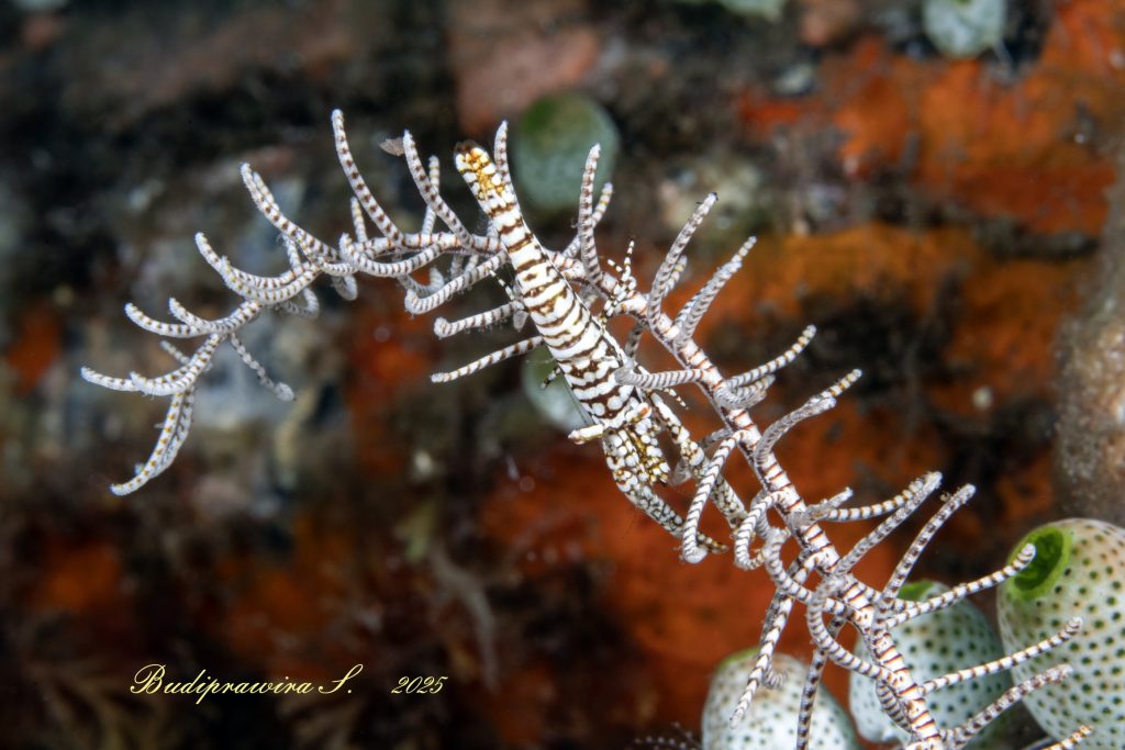 Beautiful shrimp underwater (macro photography)