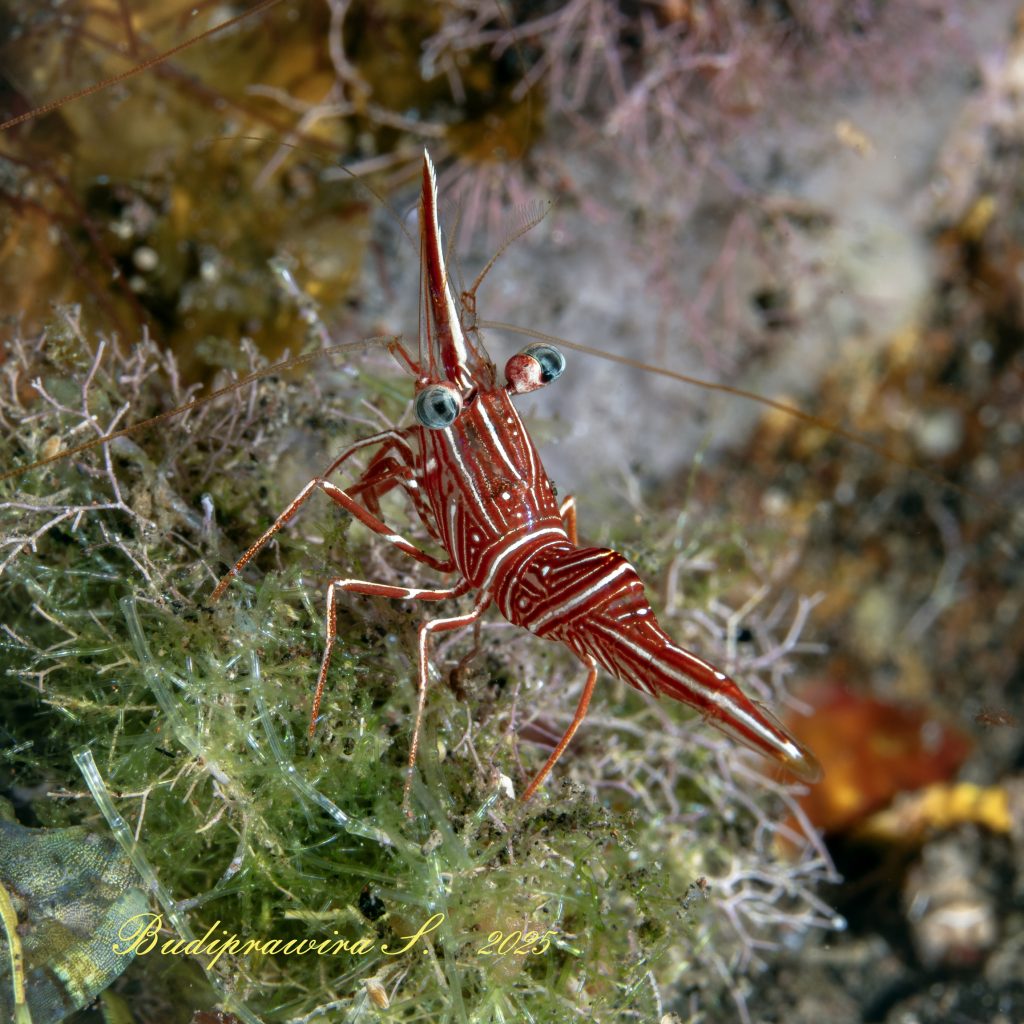 Underwater Macro Shrimp Photography – Detail Udang di Dalam Laut